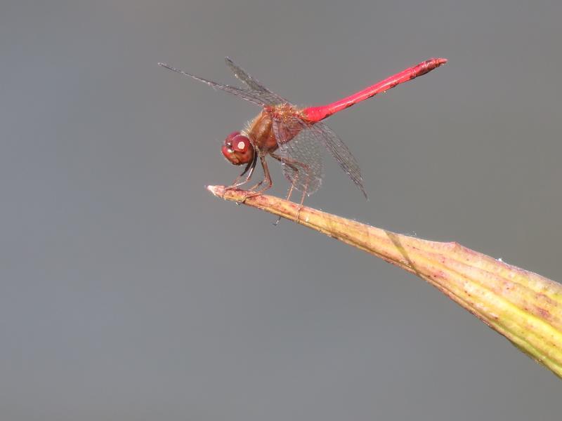 Photo of Autumn Meadowhawk