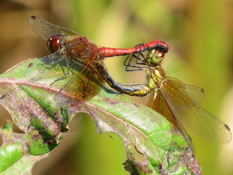 Photo of Band-winged Meadowhawk