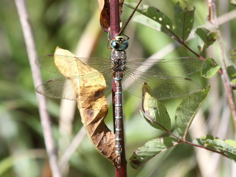 Photo of Canada Darner