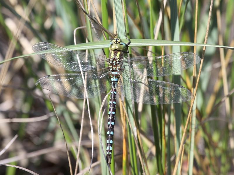 Photo of Lance-tipped Darner