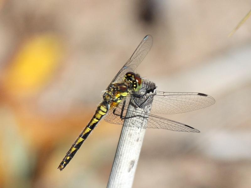 Photo of Black Meadowhawk