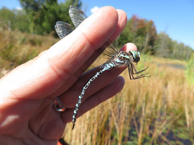 Photo of Canada Darner