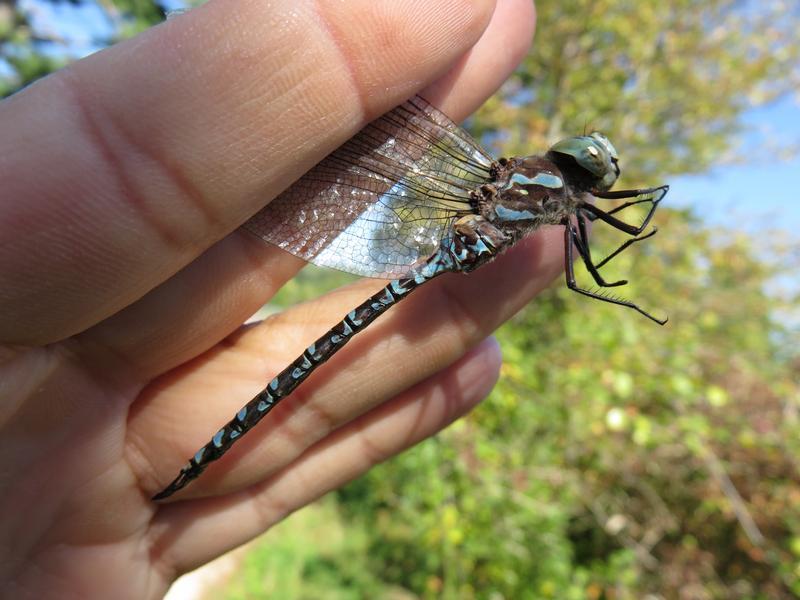 Photo of Canada Darner