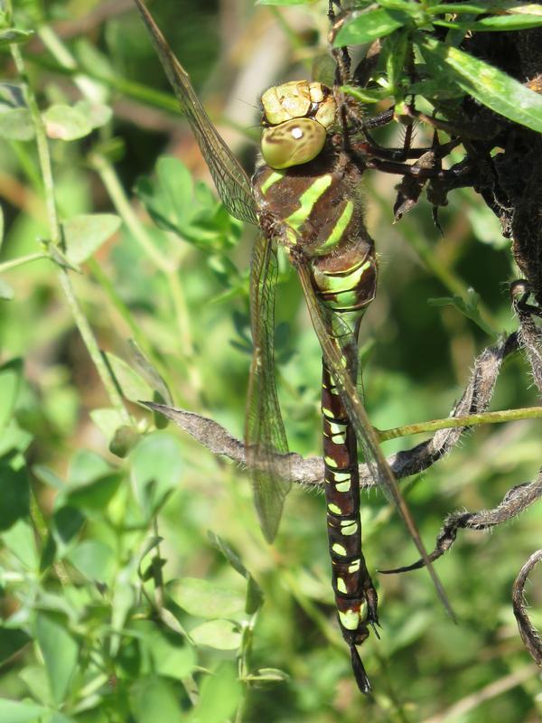 Photo of Lance-tipped Darner