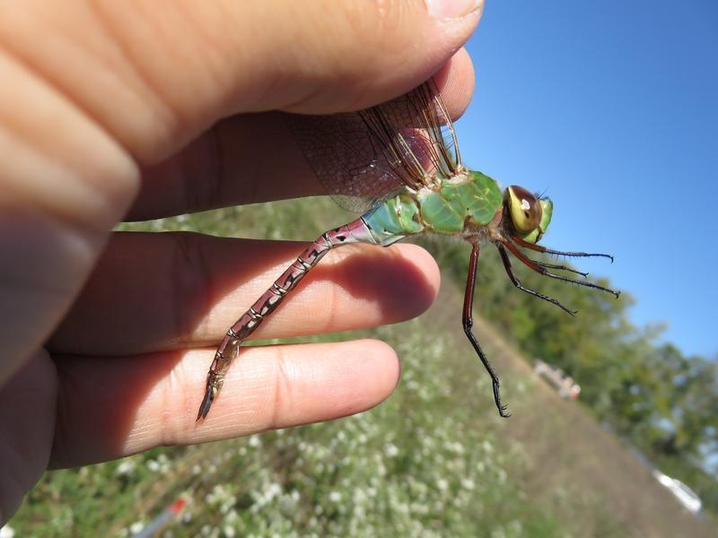 Photo of Common Green Darner