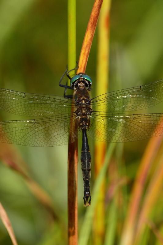 Photo of Brush-tipped Emerald