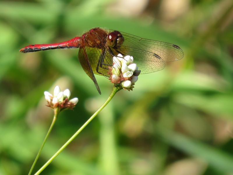 Photo of Band-winged Meadowhawk