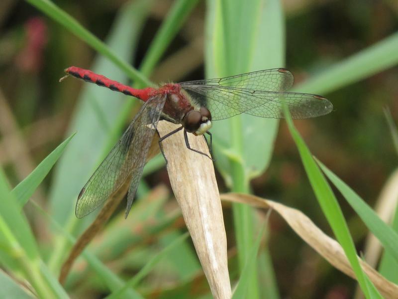 Photo of White-faced Meadowhawk