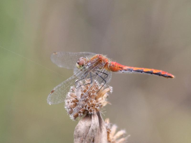 Photo of White-faced Meadowhawk