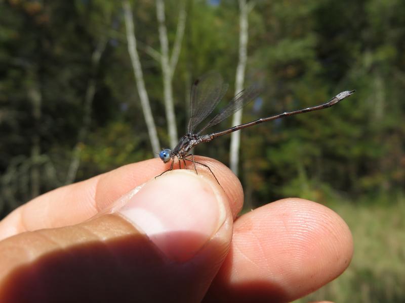 Photo of Spotted Spreadwing