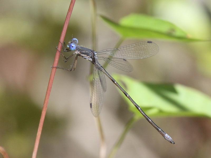 Photo of Spotted Spreadwing
