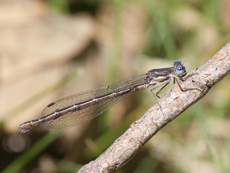 Photo of Spotted Spreadwing
