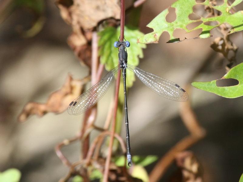 Photo of Spotted Spreadwing