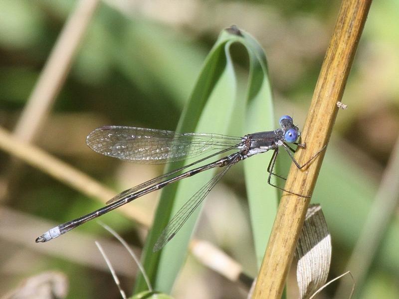 Photo of Spotted Spreadwing