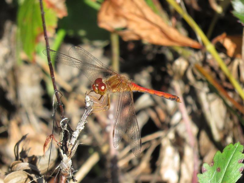 Photo of Autumn Meadowhawk