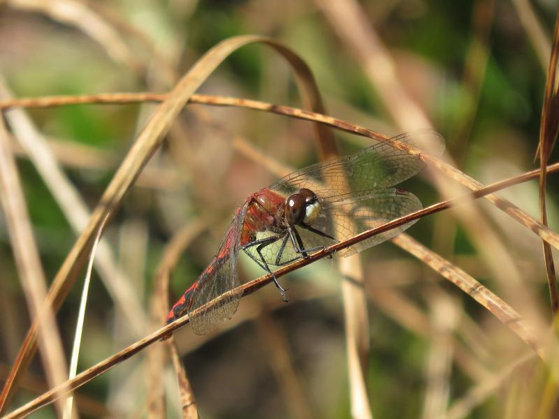 Photo of White-faced Meadowhawk