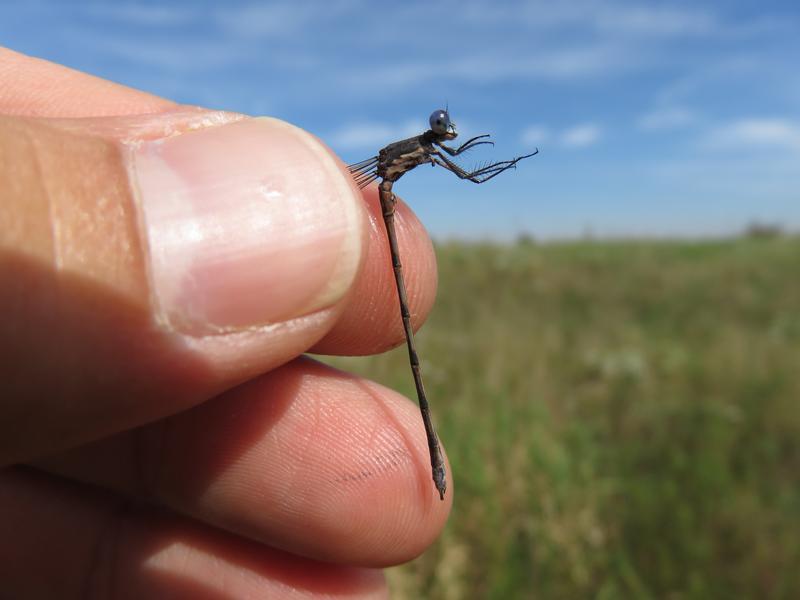 Photo of Spotted Spreadwing