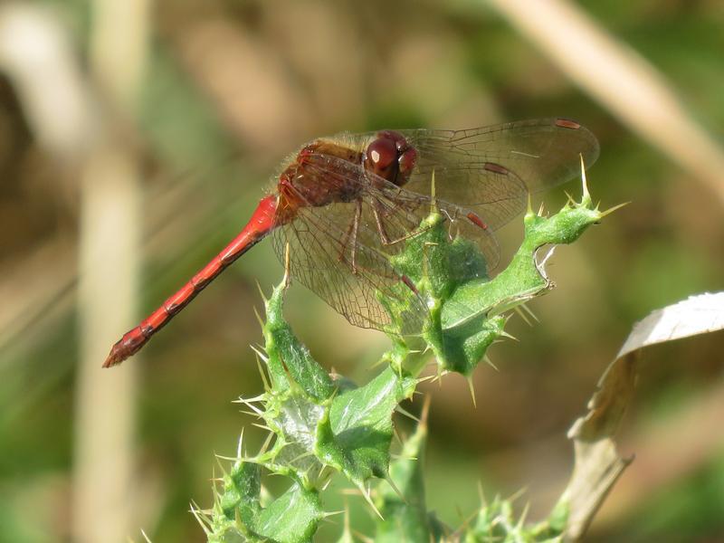 Photo of Autumn Meadowhawk