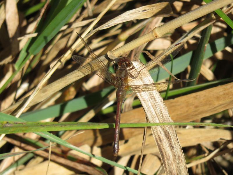 Photo of Autumn Meadowhawk