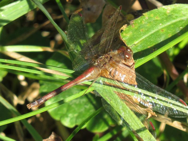 Photo of Autumn Meadowhawk