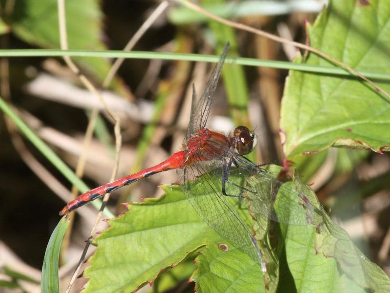 Photo of White-faced Meadowhawk