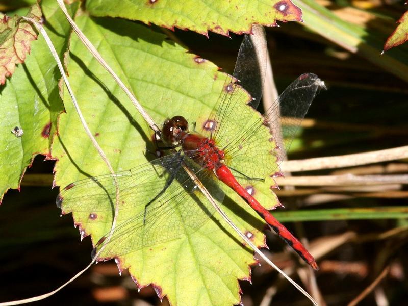 Photo of White-faced Meadowhawk