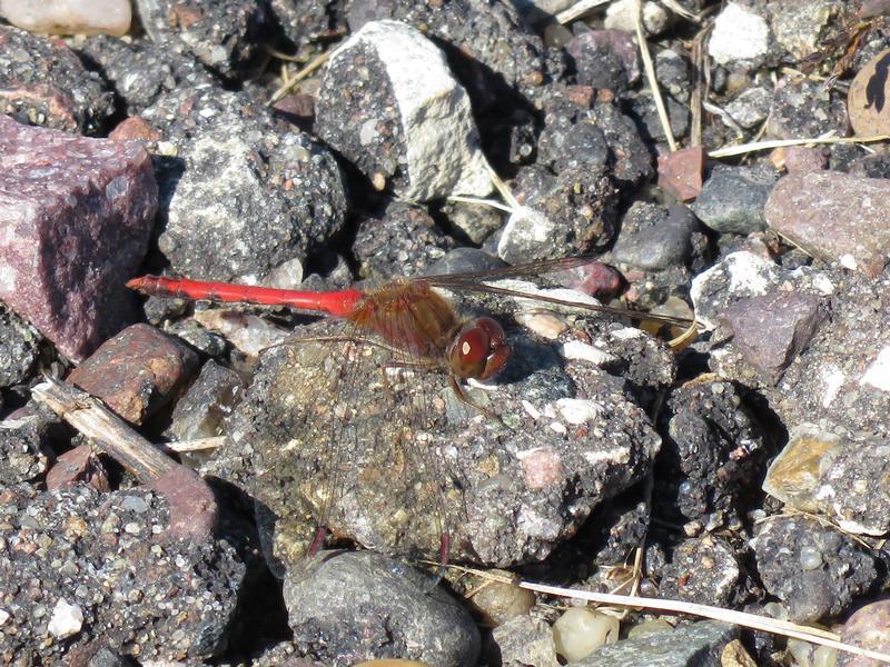 Photo of Autumn Meadowhawk