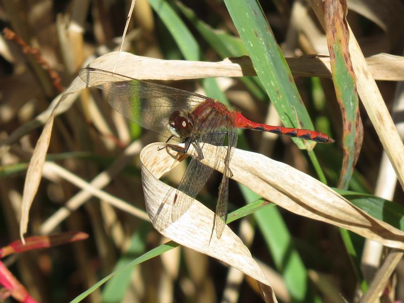 Photo of White-faced Meadowhawk