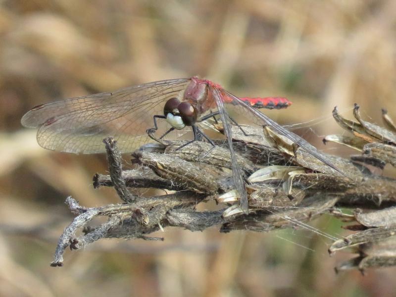 Photo of White-faced Meadowhawk