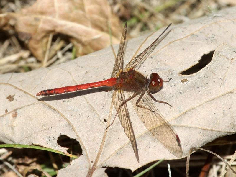 Photo of Autumn Meadowhawk