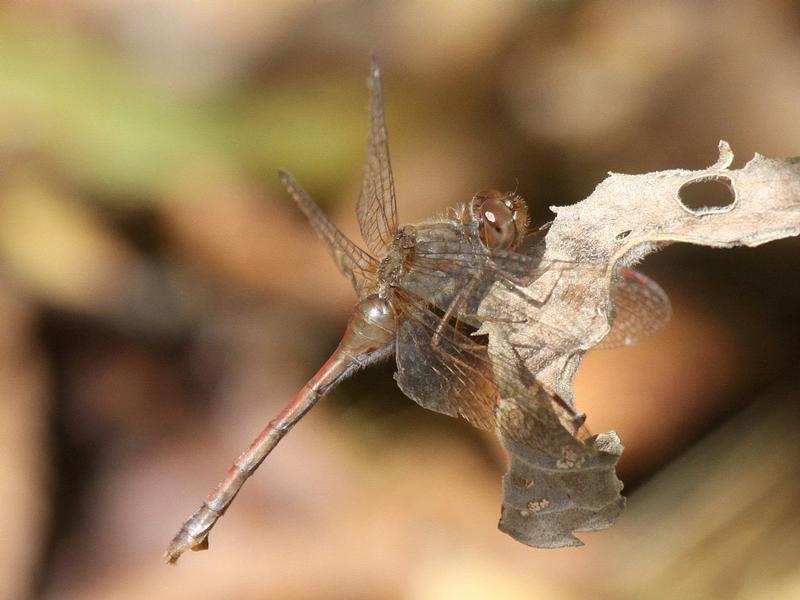 Photo of Autumn Meadowhawk