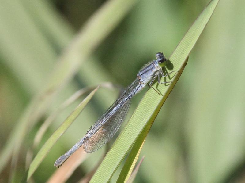 Photo of Eastern Forktail