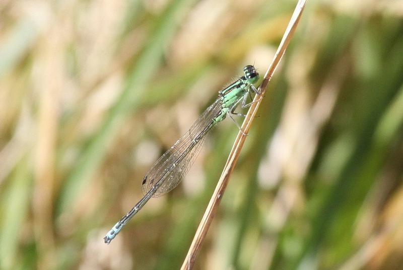 Photo of Eastern Forktail