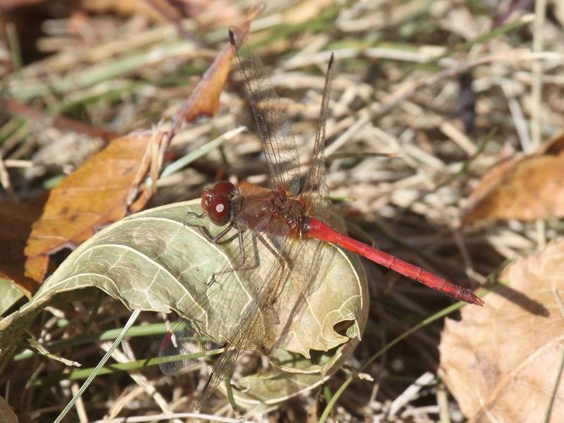 Photo of Autumn Meadowhawk