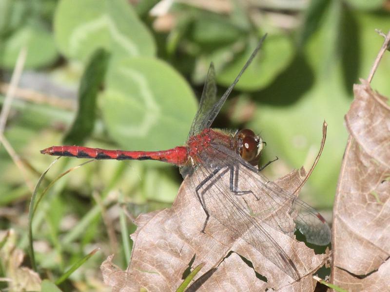 Photo of White-faced Meadowhawk