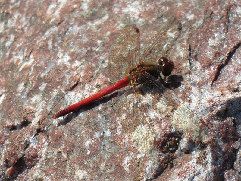 Photo of Autumn Meadowhawk
