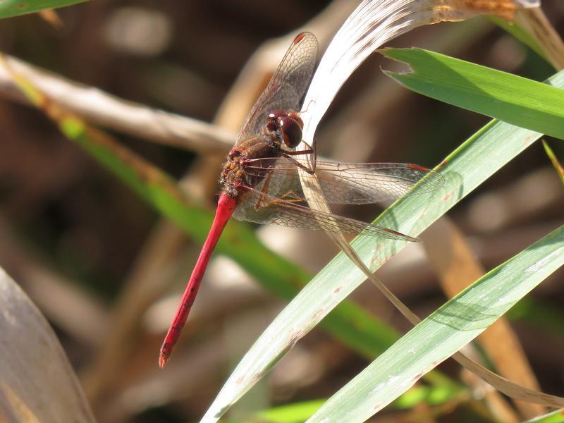 Photo of Autumn Meadowhawk