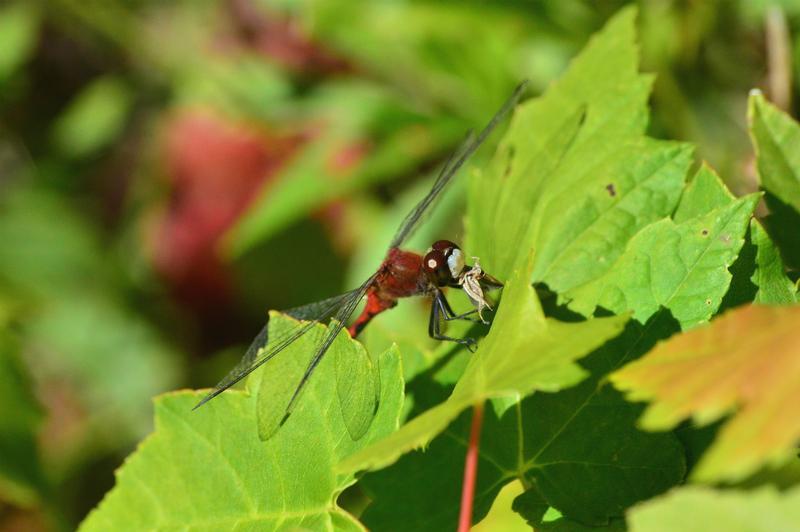 Photo of White-faced Meadowhawk