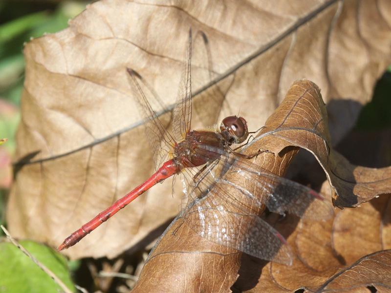 Photo of Autumn Meadowhawk
