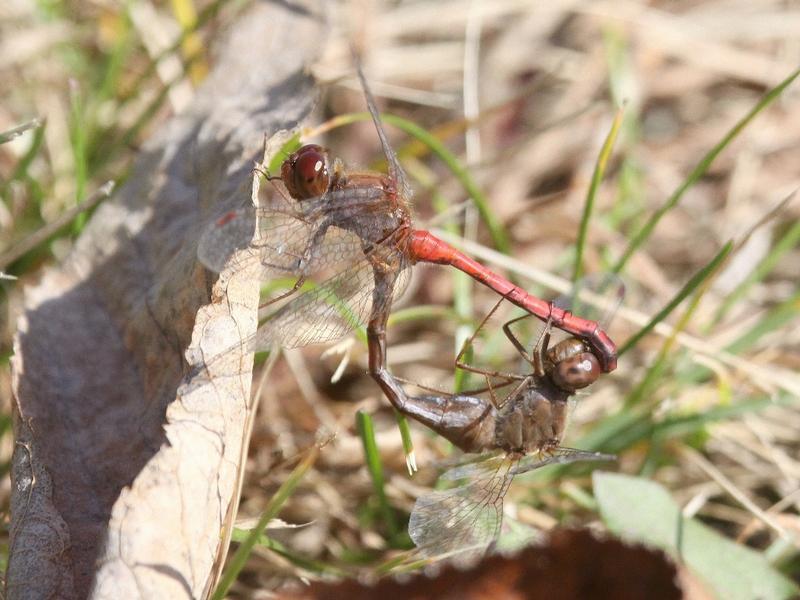 Photo of Autumn Meadowhawk