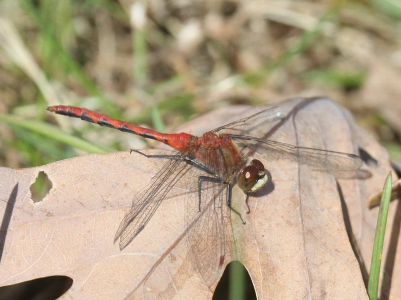 Photo of White-faced Meadowhawk
