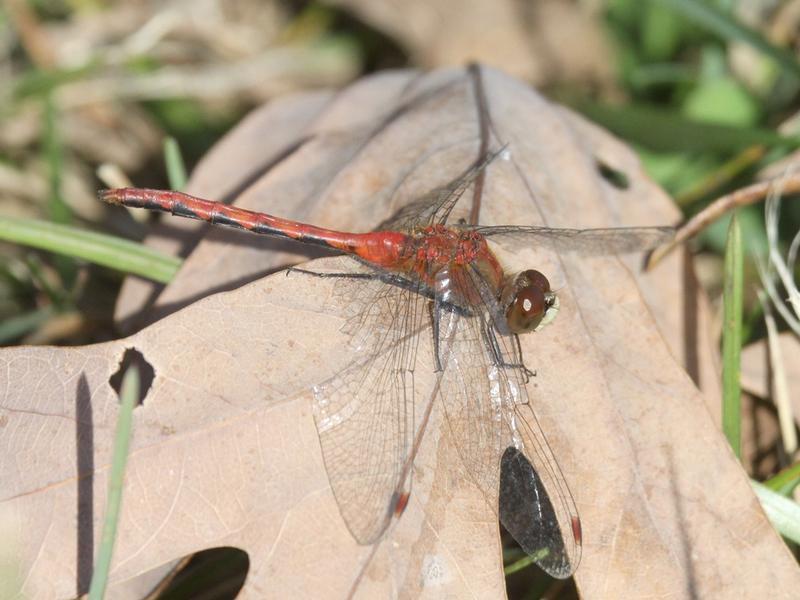 Photo of White-faced Meadowhawk