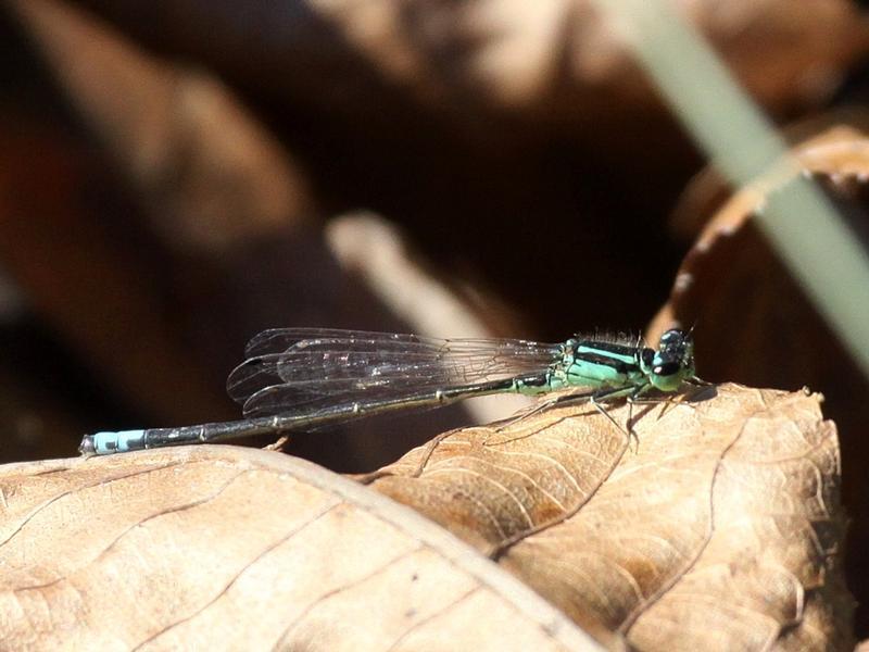 Photo of Eastern Forktail