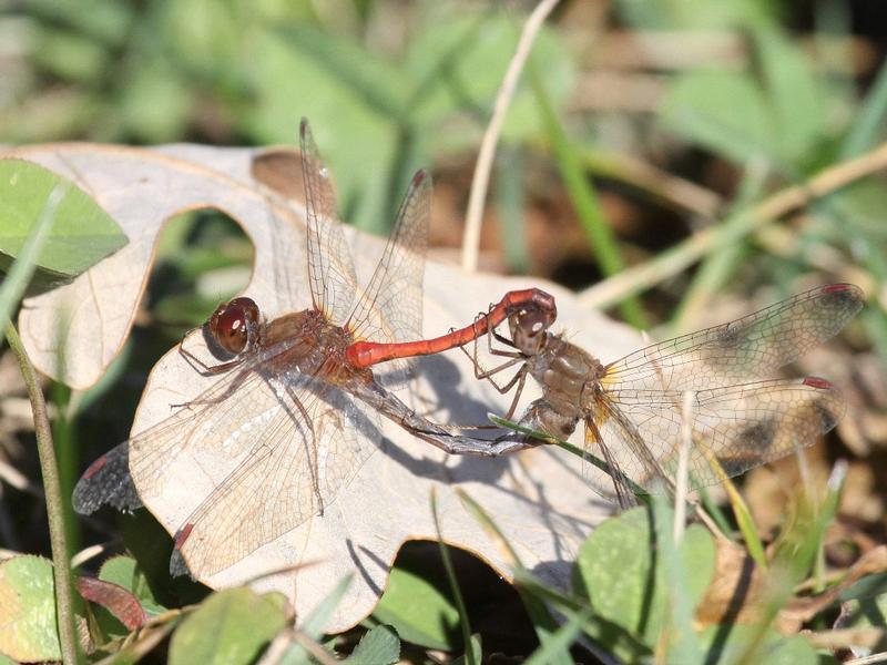 Photo of Autumn Meadowhawk