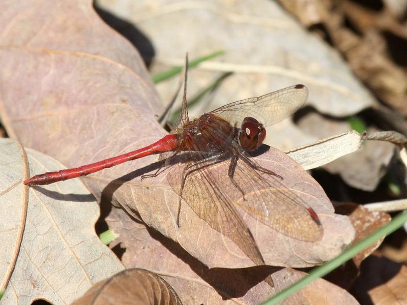 Photo of Autumn Meadowhawk