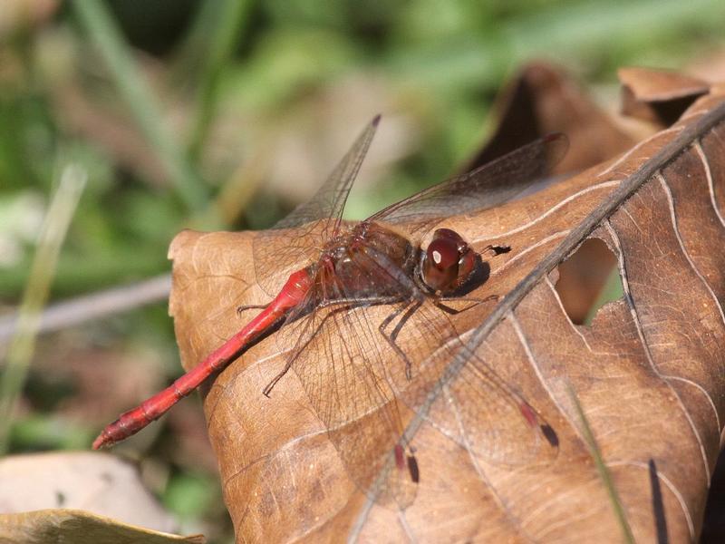 Photo of Autumn Meadowhawk