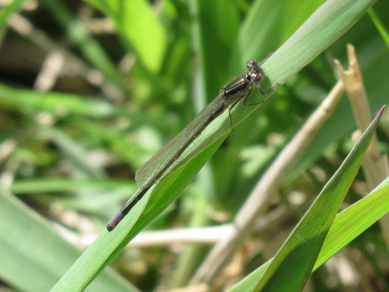 Photo of Eastern Forktail