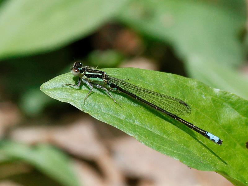Photo of Eastern Forktail