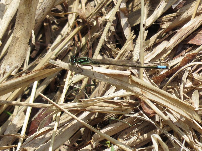 Photo of Eastern Forktail