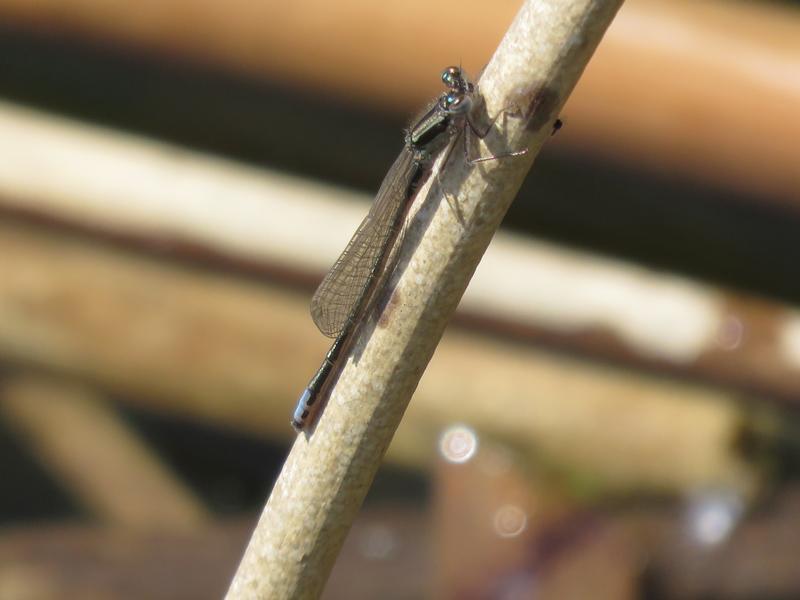 Photo of Eastern Forktail